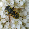Hoverfly (female)