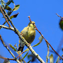 American Goldfinch (Juvenile)