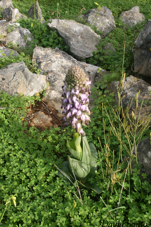 Barlia robertiana