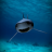 Killer shark lwp Free mobile app icon