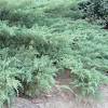 Ciprés de Leyland (Cupressus leylandii)