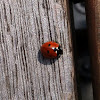 Seven-spot ladybird, seven-spotted ladybug / Siebenpunkt-Marienkäfer
