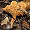 Bovine Bolete mushroom