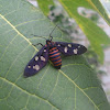Wasp Moth / Handmaiden Moth