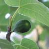 Brown turkey fig