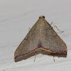 Pyralidae‎ Moth