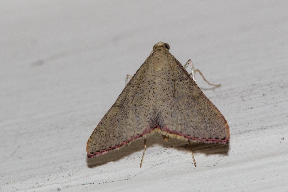 Pyralidae‎ Moth