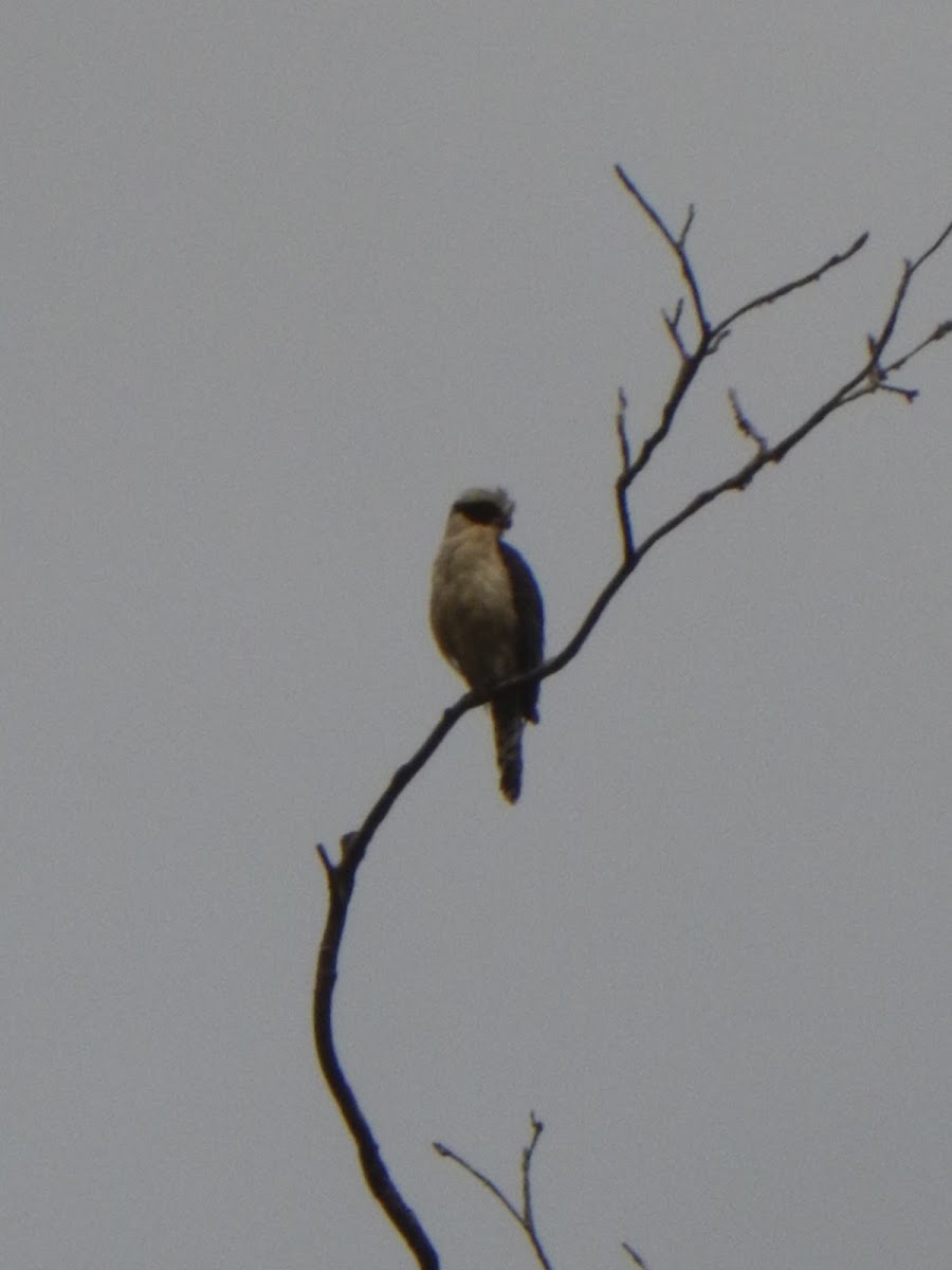 Guaco, Laughing Falcon