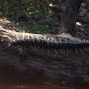 Texas Giant Centipede