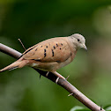 Ruddy Ground-dove