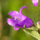 Nettle-leaved Bellflower