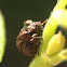 Warty leaf beetle