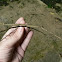 Giant stick insect