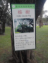 青年公園榕樹告示牌