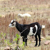 Nubian Goat