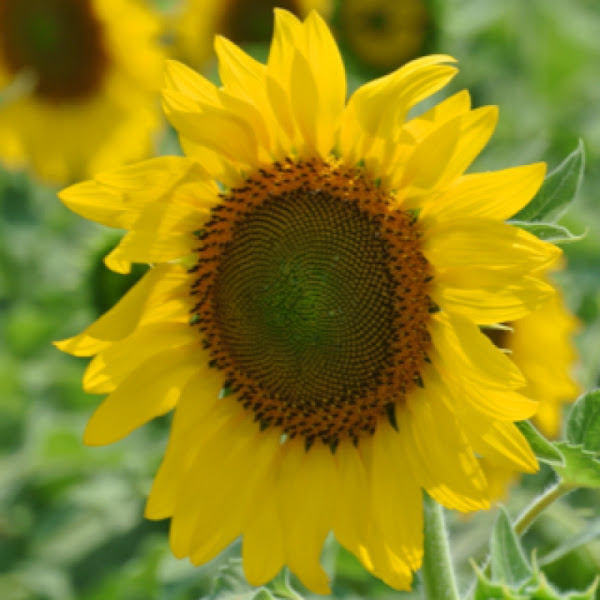 Sunflower Project Noah