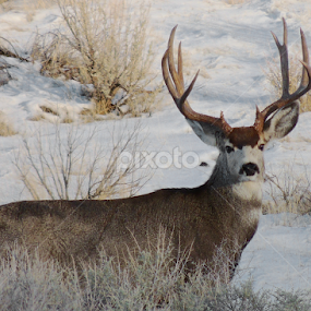 Handsome by Ken Miracle - Animals Other Mammals