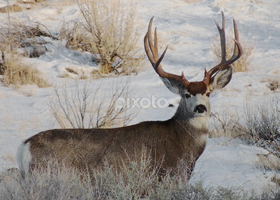 Handsome by Ken Miracle - Animals Other Mammals