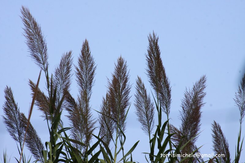 Arundo donax