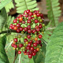 Velvet-leaf wild coffee
