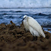 Little Egret