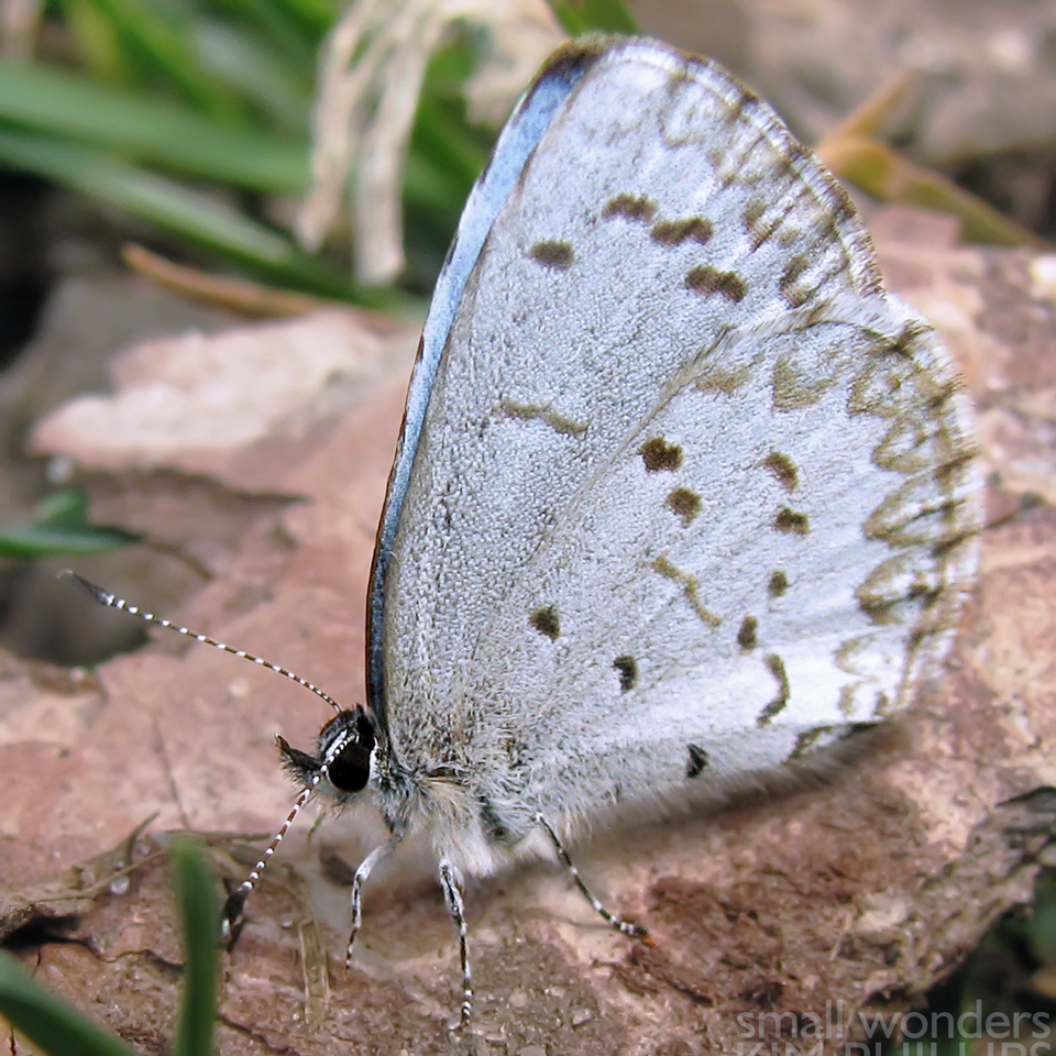 Northern Spring Azure - male