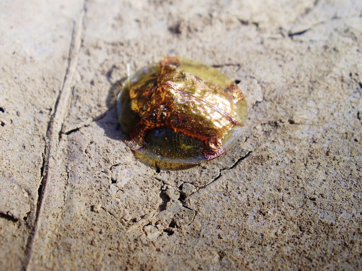 Golden Shell Turtle Beetle
