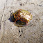 Golden Shell Turtle Beetle