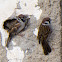 Tree Sparrow; Gorrión Molinero