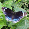 Blue-banded Eggfly