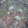 British Solider Lichens