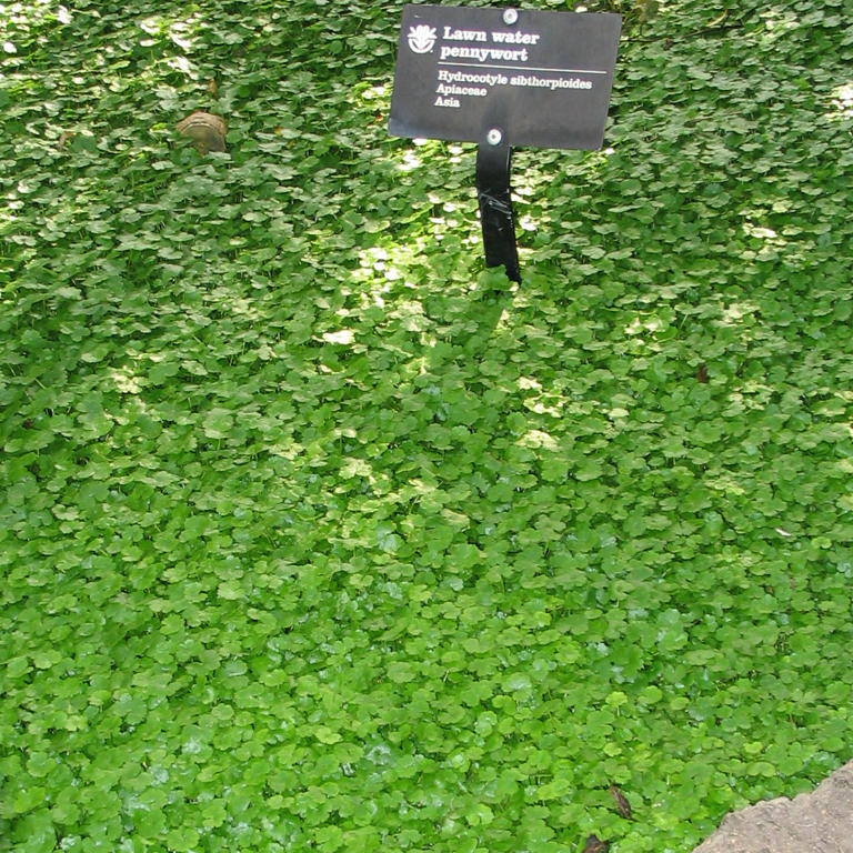 Lawn Water Pennywort