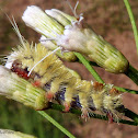 Lophocampa caterpillar