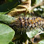 Hairy Caterpillar