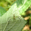 Magnolia green jumper