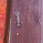 Frilly House Gecko / Flat Tailed House Gecko