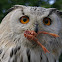 Eurasian Eagle Owl/Oehoe