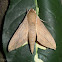 Hawk-Moth