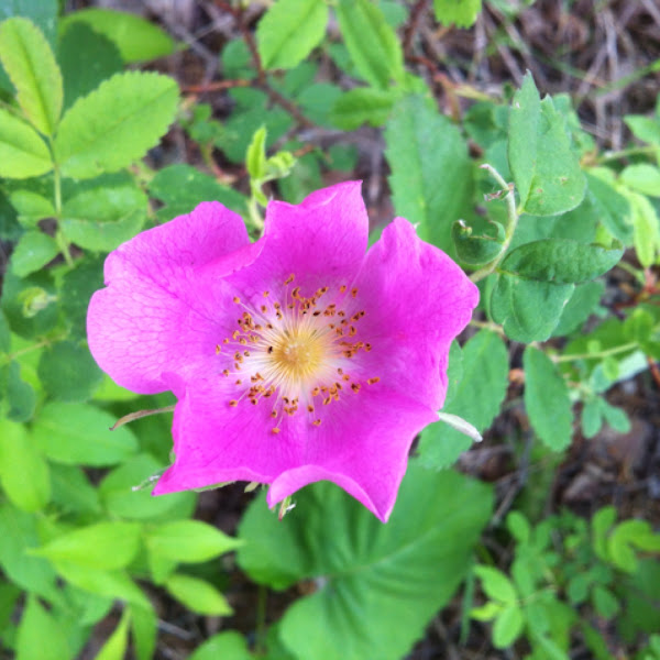 Wild Rose Project Noah