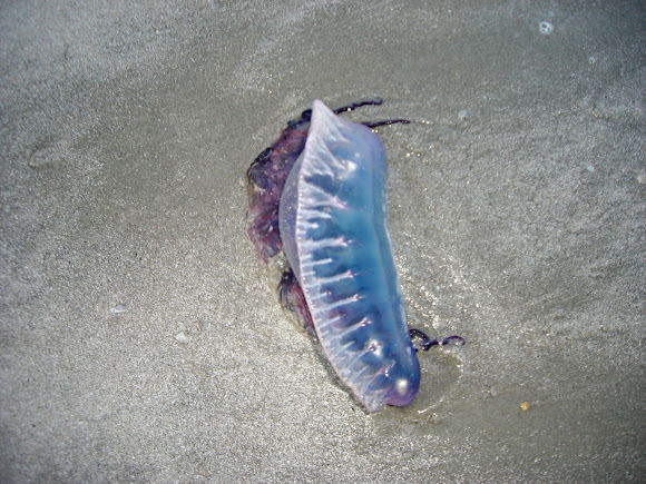 Portuguese Man of War (Bluebottle) | Project Noah