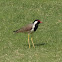Red-wattled Lapwing