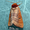 Datana Moth