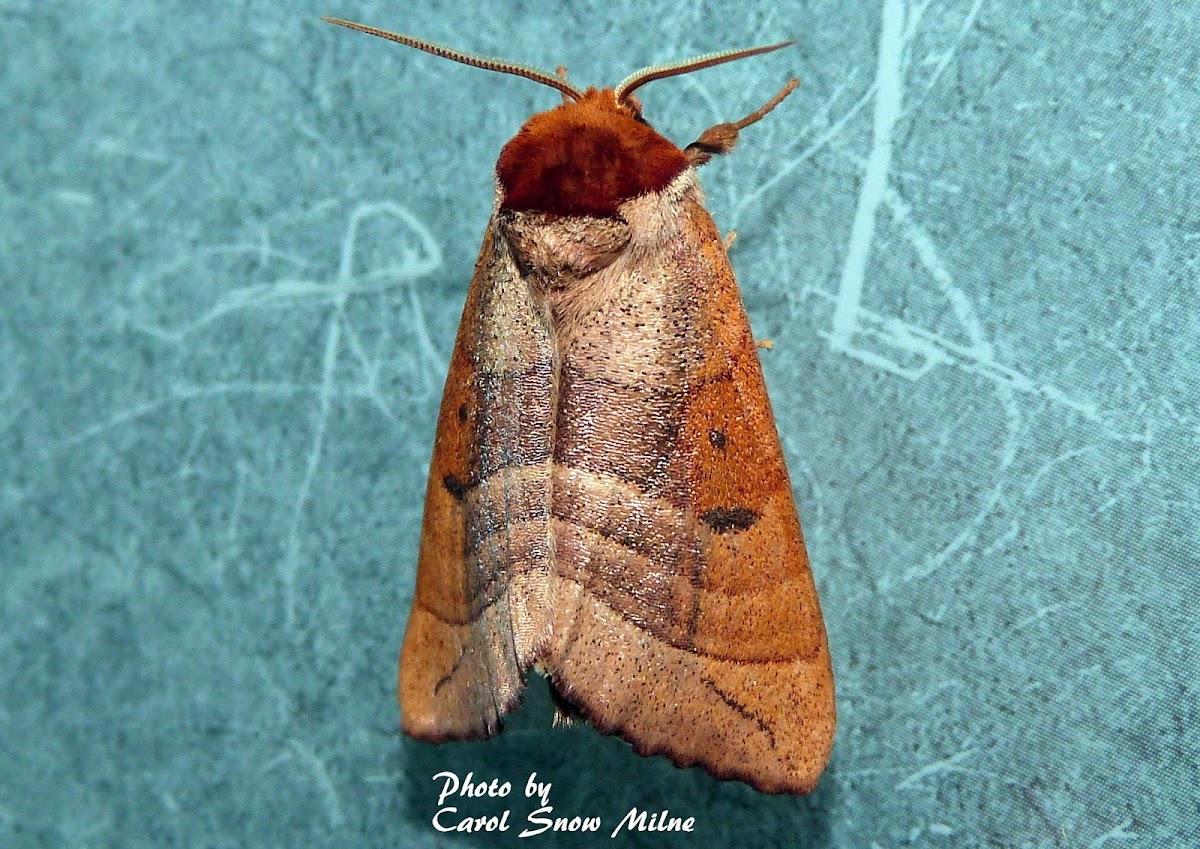 Datana Moth