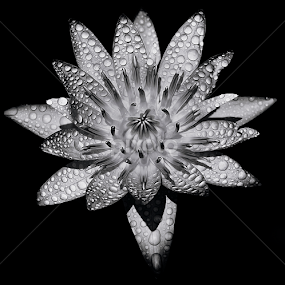 by Asher Jr Salvan - Black & White Flowers & Plants