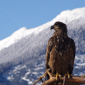 Juvenile Bald Eagle. by Todd Bellamy - Animals Birds