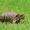 Ornate Box Turtle