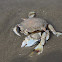 Crab