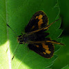 Dingy Darter BUtterfly