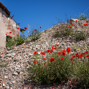 poppies and rubble by Elena Biciocchi - Flowers Flowers 2011-2013