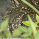 Common Snapping Turtle (juvenile)